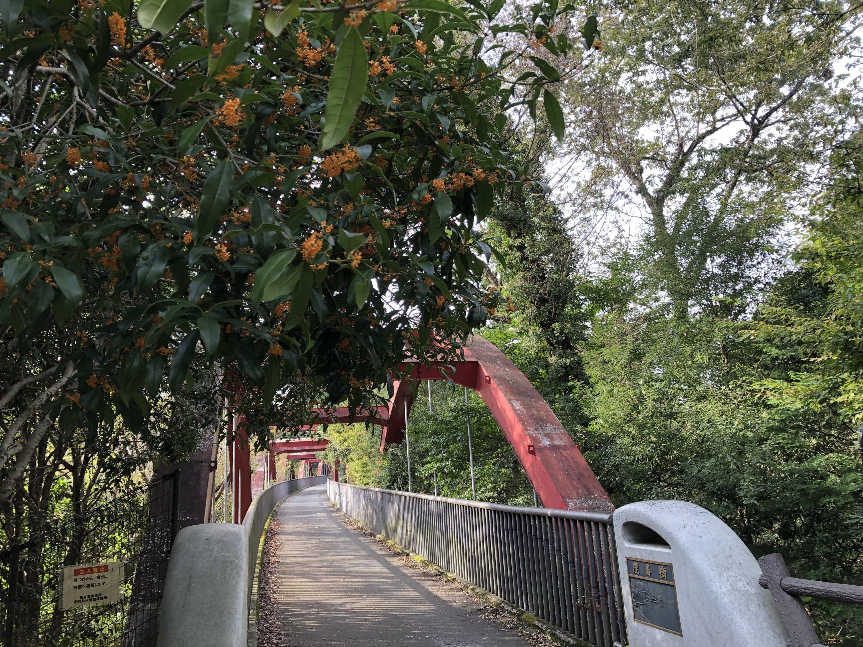 鹿島橋に咲いた金木犀