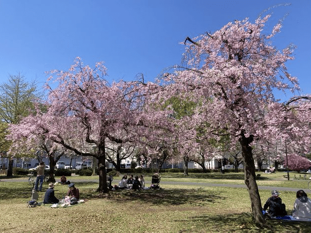間に合った 南公園の桜
