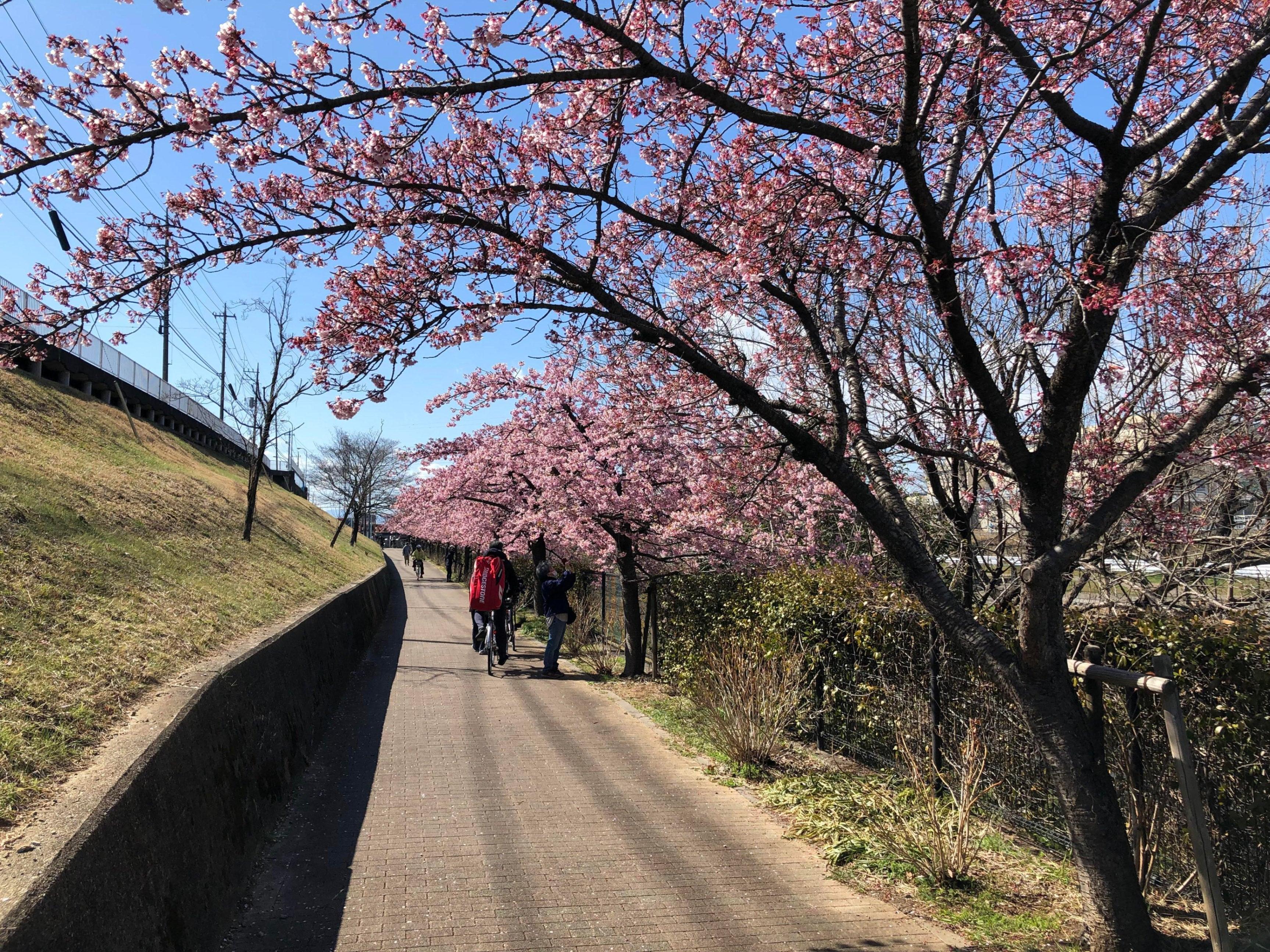 満開の空堀川の河津桜🌸にメジロが夢中