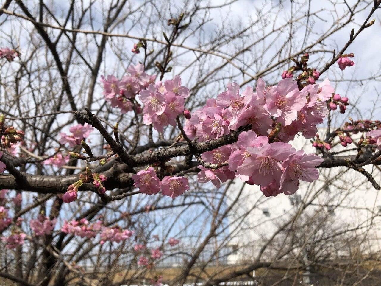 空堀川の河津桜が開花【現地レポート】