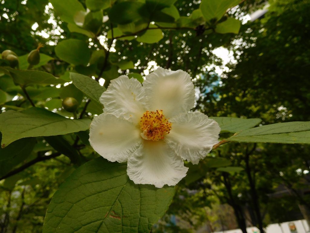 シャラノキの花が咲いています 東大和の博物館 文化財情報