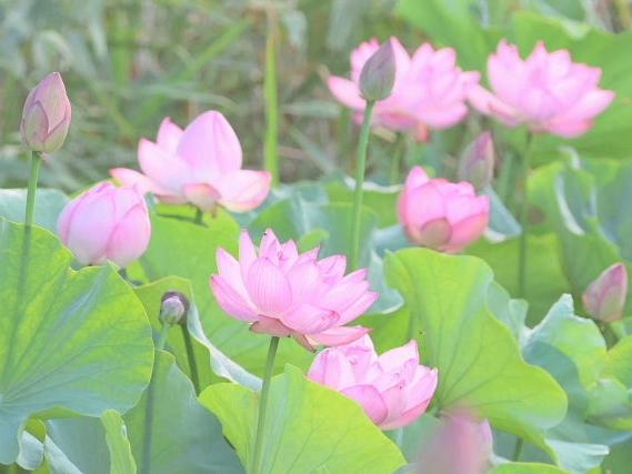 柳沢峠のコマドリ