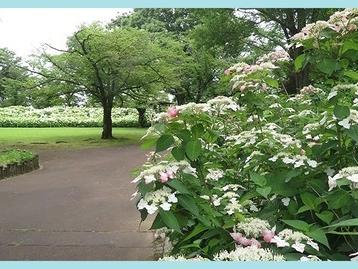 郷土の森・あじさいまつり③
