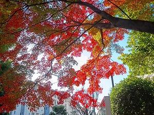 街角は秋の景色