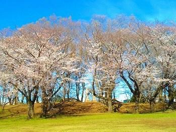 上仲原公園の桜満開の中でＴＢＧ