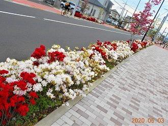東大和市の花は「つつじ」