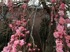 「ひなまつり」は、3月4日まで！