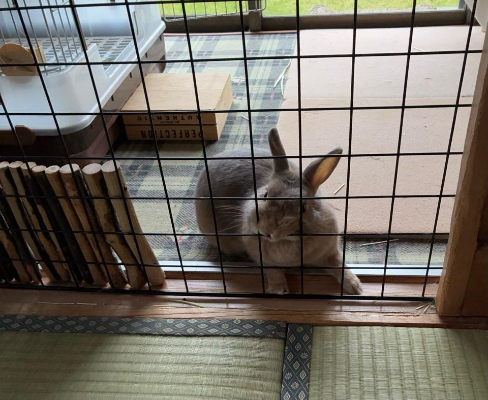 l04. ウサギの特性