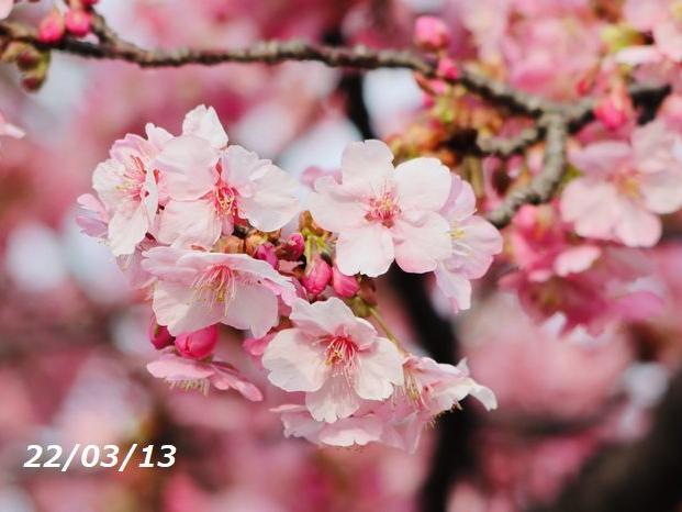 空堀川の河津桜 啓蟄の頃