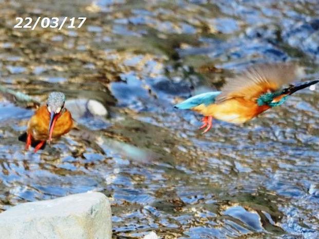 巣穴づくりを急ぐ カワセミ