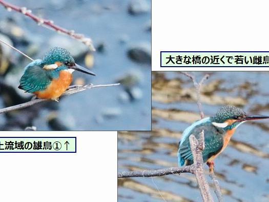 寒の入り 空堀川のカワセミ