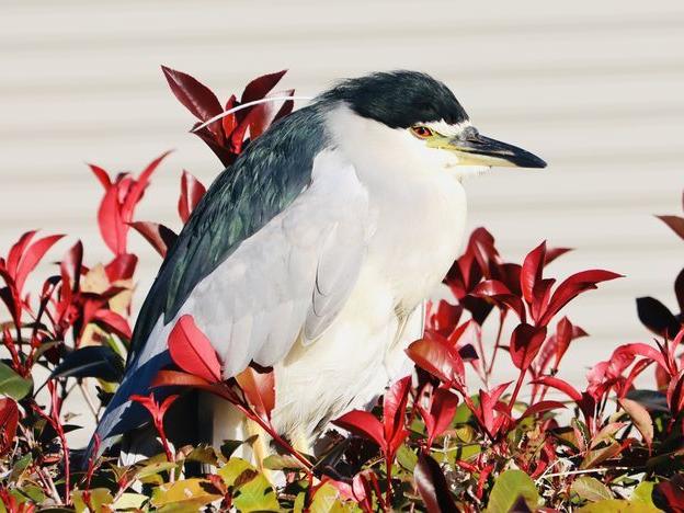 ゴイサギの成鳥に遇った