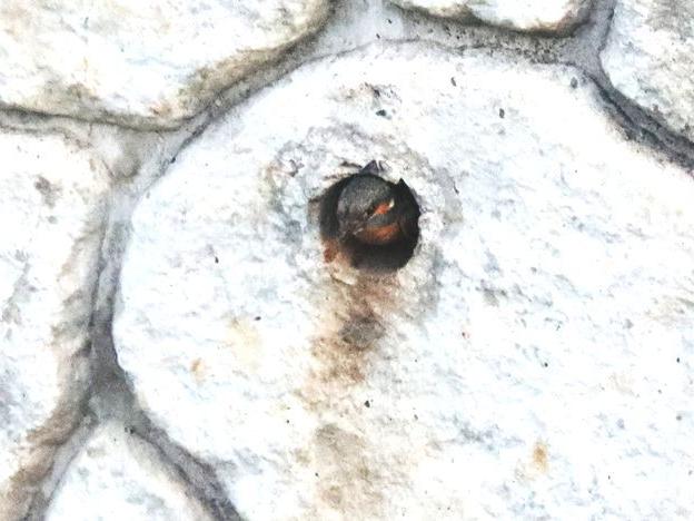 交代また交代の抱卵が続く