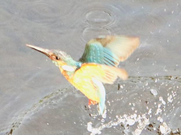 抱雛期のカワセミ 動きが変