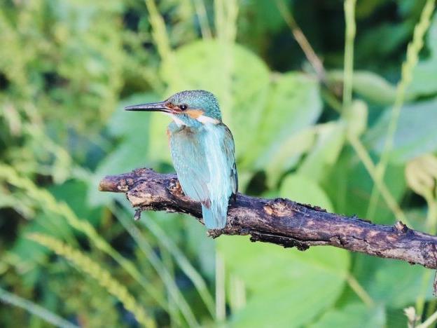 カワセミ幼鳥たちの独り立ち
