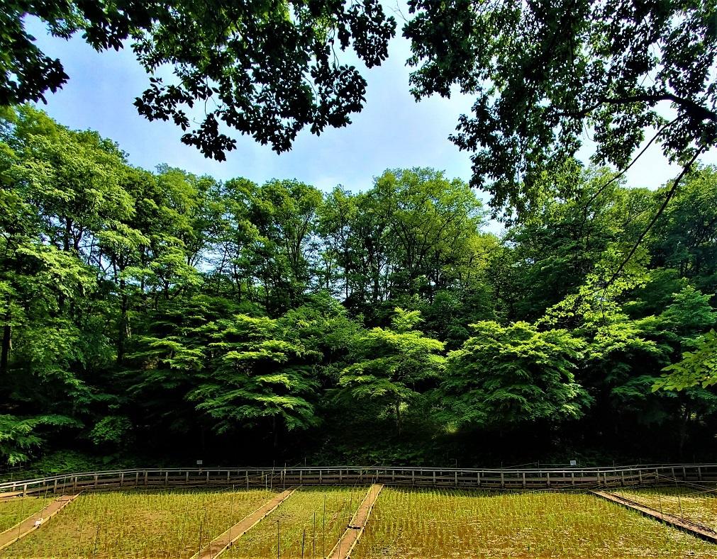 空堀川源流！5月の野山北公園！