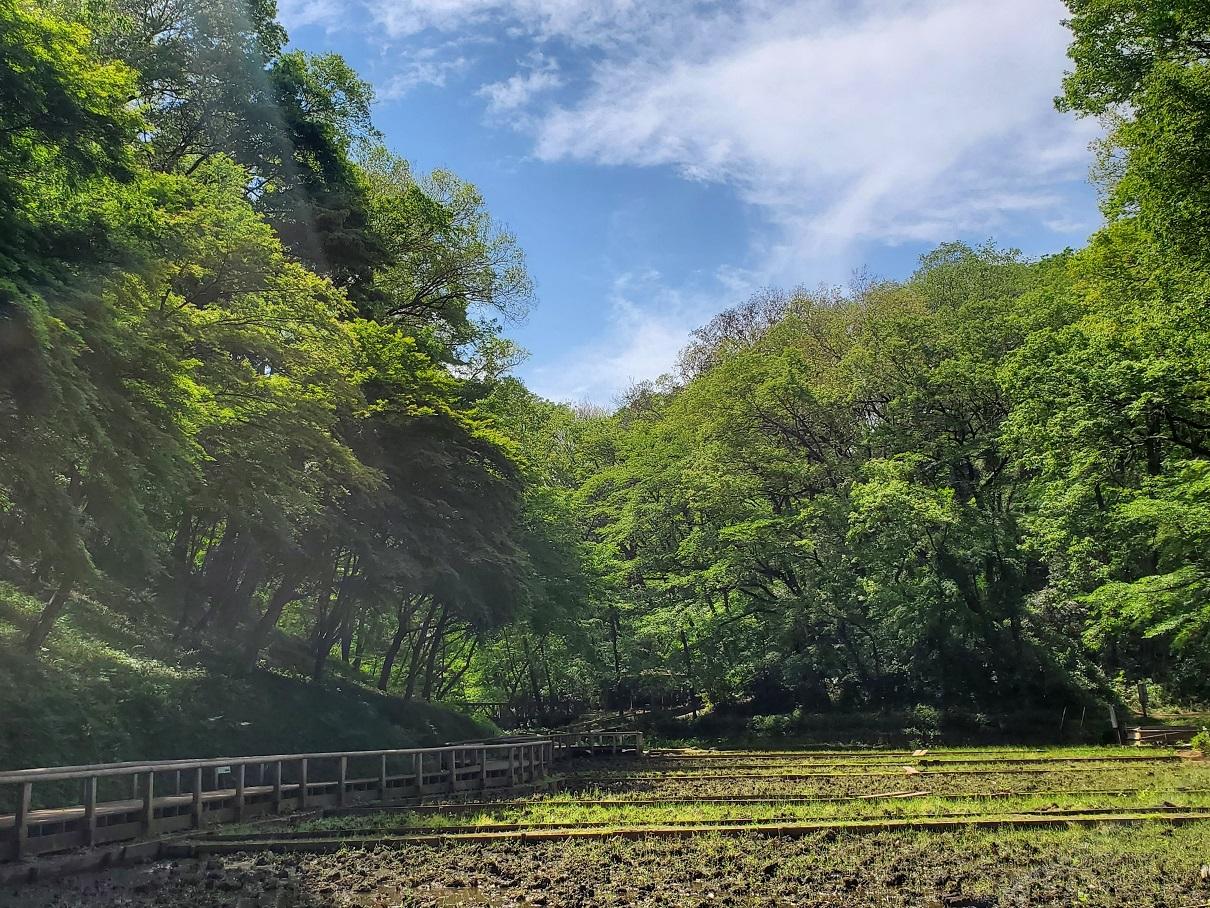 空堀川の源流域/野山北公園！新緑の今！