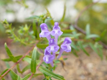 薬用植物園と野火止用水散策
