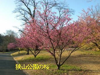 桜は今が見ごろ・・
