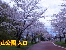 雨の狭山公園・・