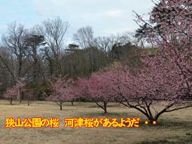 狭山の桜は・・まだか？