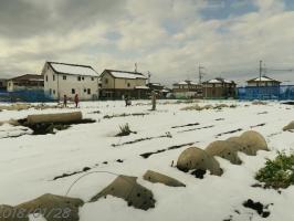 畑は雪