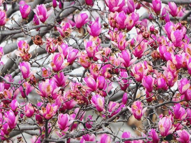 フライング報告 今年の紫木蓮
