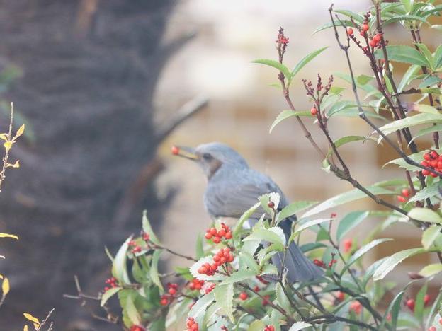 庭のセンリョウとヒヨドリ