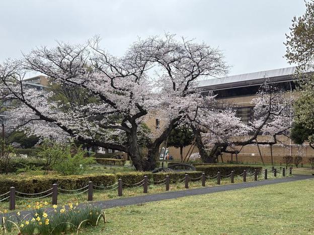 惨敗！今年の南公園の花見企画