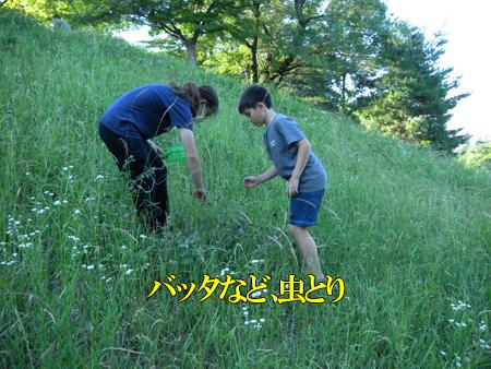 公園の昆虫たち