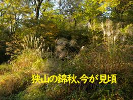 輝く紅葉・・