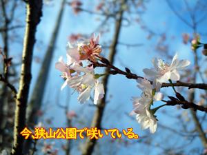 今、桜が咲いている・・