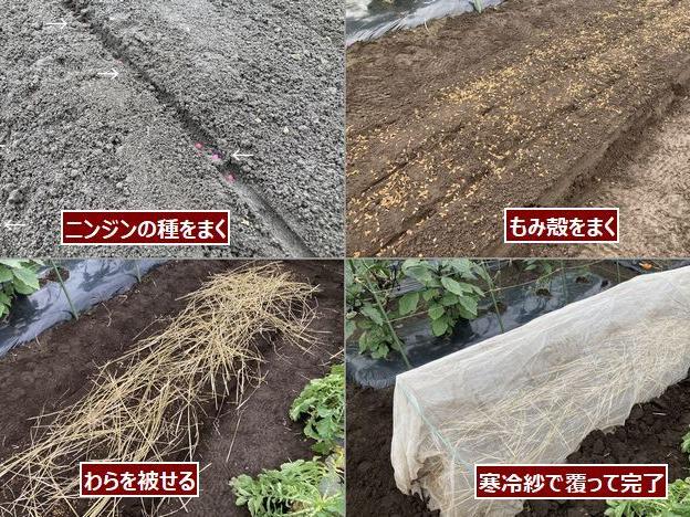 秋作開始 ニンジンの種まき