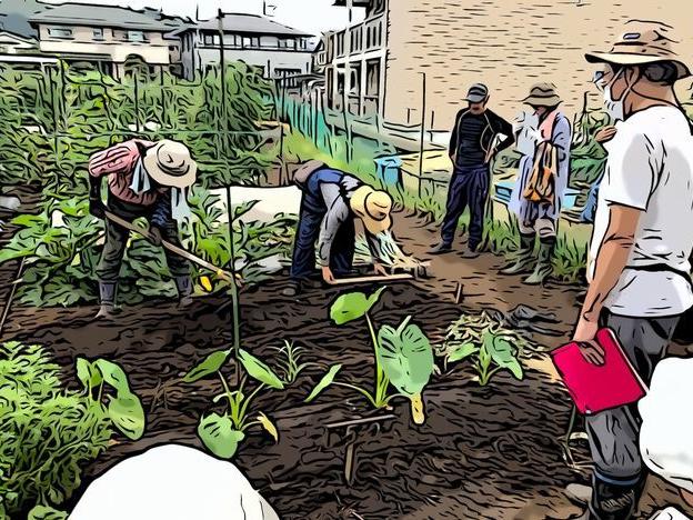 雨の中 ネギの定植作業に！