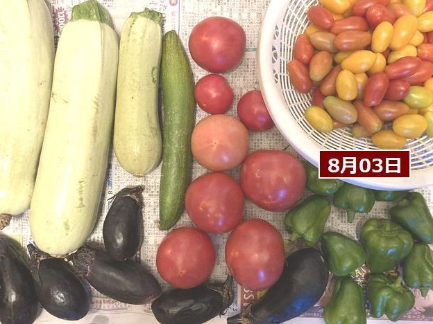 農園通いの朝と夕