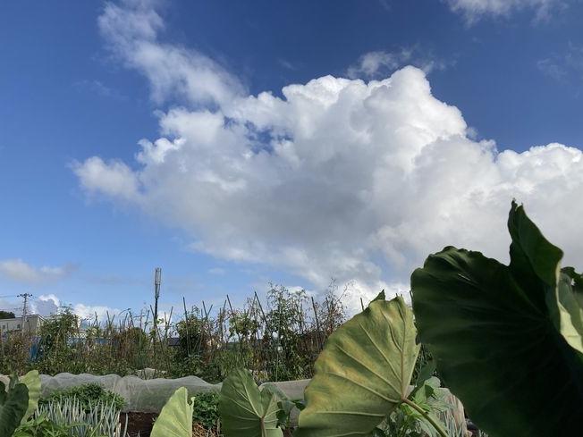 収穫終える夏野菜
