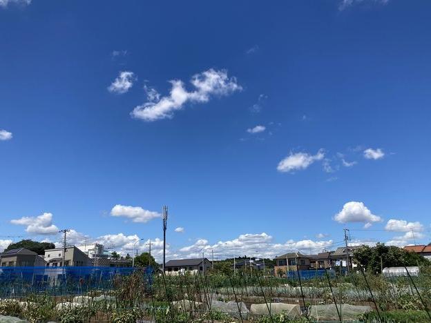 ダイコンの種まきと水分補給
