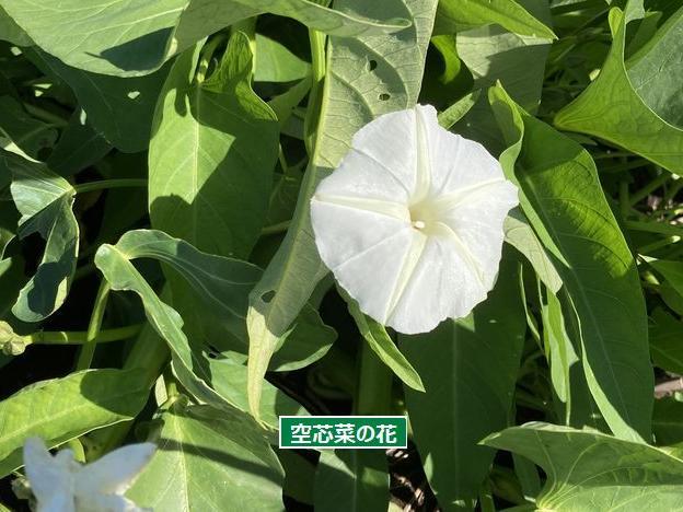 見たことある？空芯菜の花