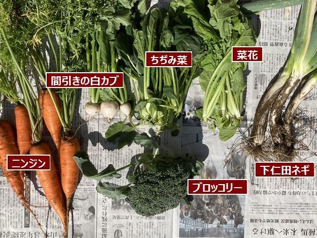 秋の収穫 ネギとブロッコリー
