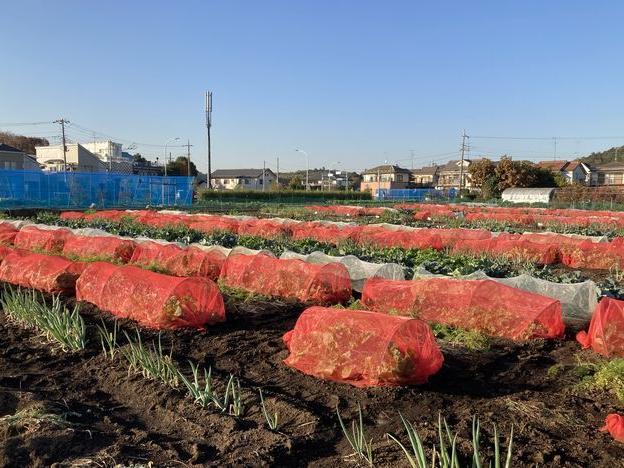 秋野菜 葉物の収穫と処分