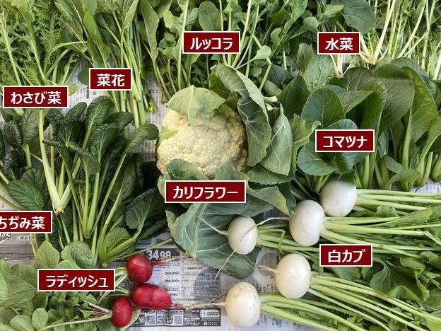 待ってはくれない育った秋野菜