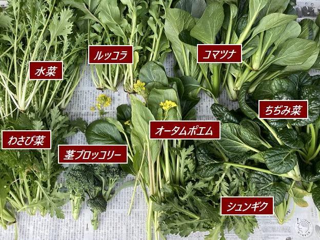 葉物と根菜類 収穫を楽しむ