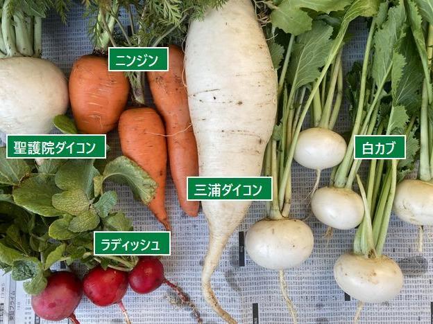 体験農園 師走