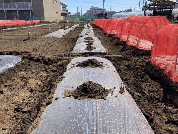 風で飛んだ黒マルチの修復