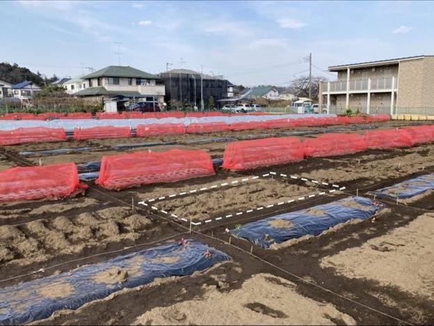 ジャガイモの芽が顔を出した
