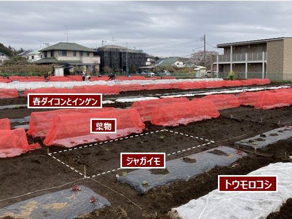 トウモロコシの種をまく