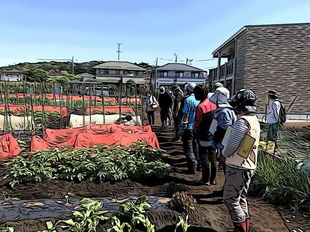 落花生の種をまく