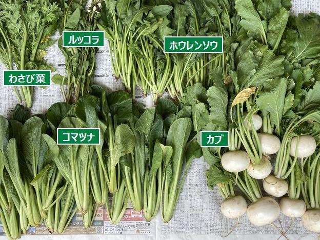 コマツナとカブの収穫