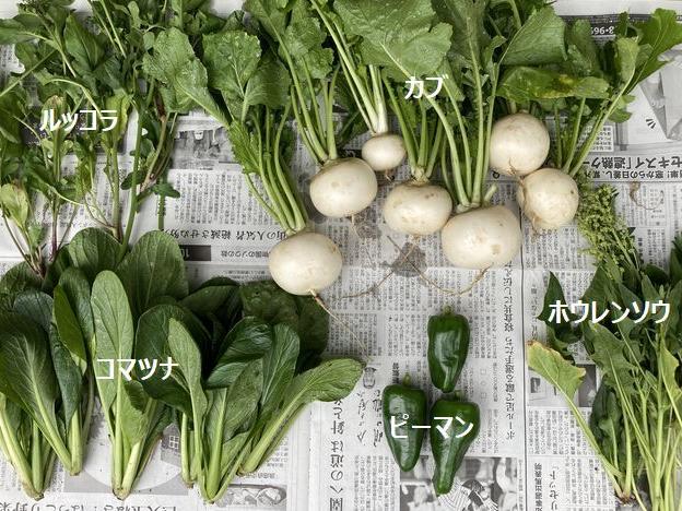 雨の降る前に葉物を収穫