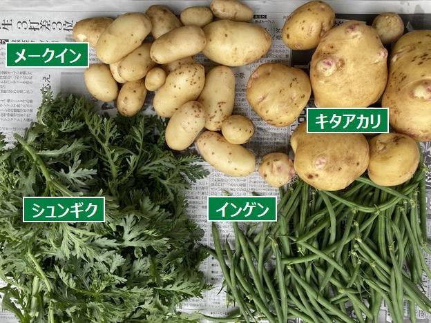 ジャガイモの試し掘り！